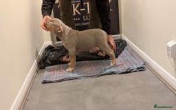 American Bully dogs for sale: GrCh Big Bounty x TIKTOK litter - Image 21