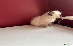 Ragdoll cats for sale: Last little girl available  - Image 4