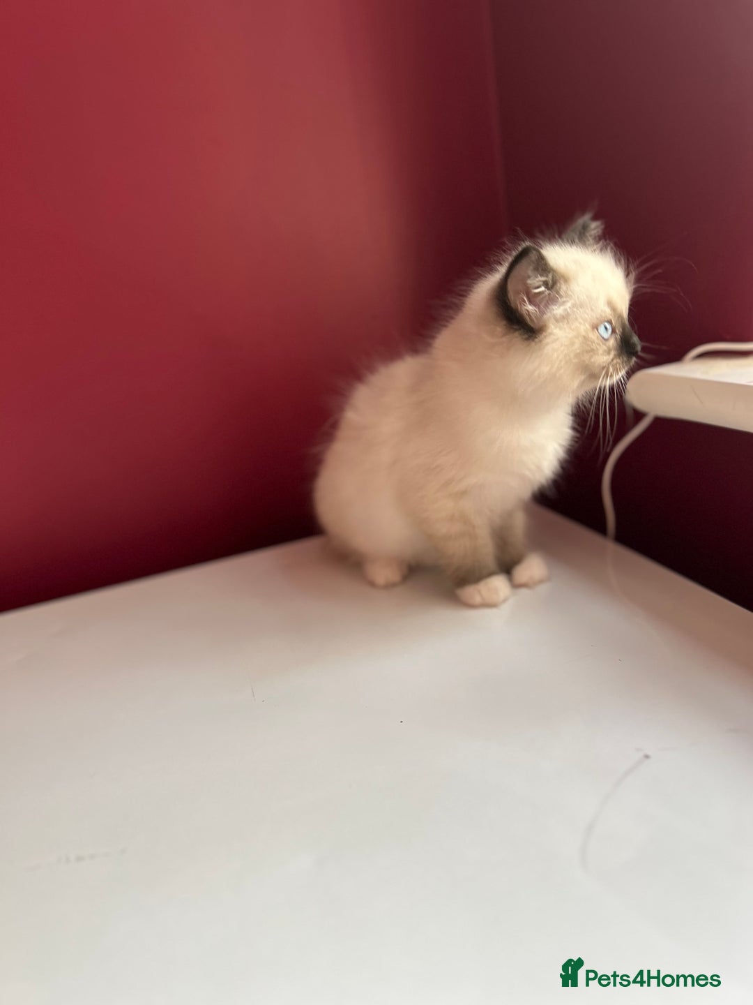 Ragdoll cats for sale: Last little girl available  - Image 4