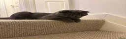 Scottish Fold cats for sale: Playful fluffy Scottish fold - Advert 11