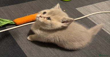 British Shorthair cats - Advert 4