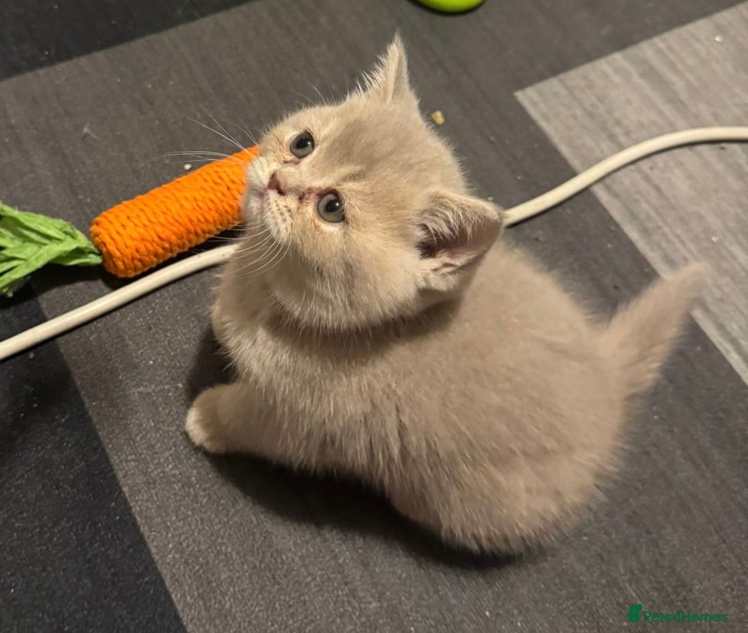 British Shorthair cats for sale: Amazing BSH kittens. READY TO GO!!! - Image 2