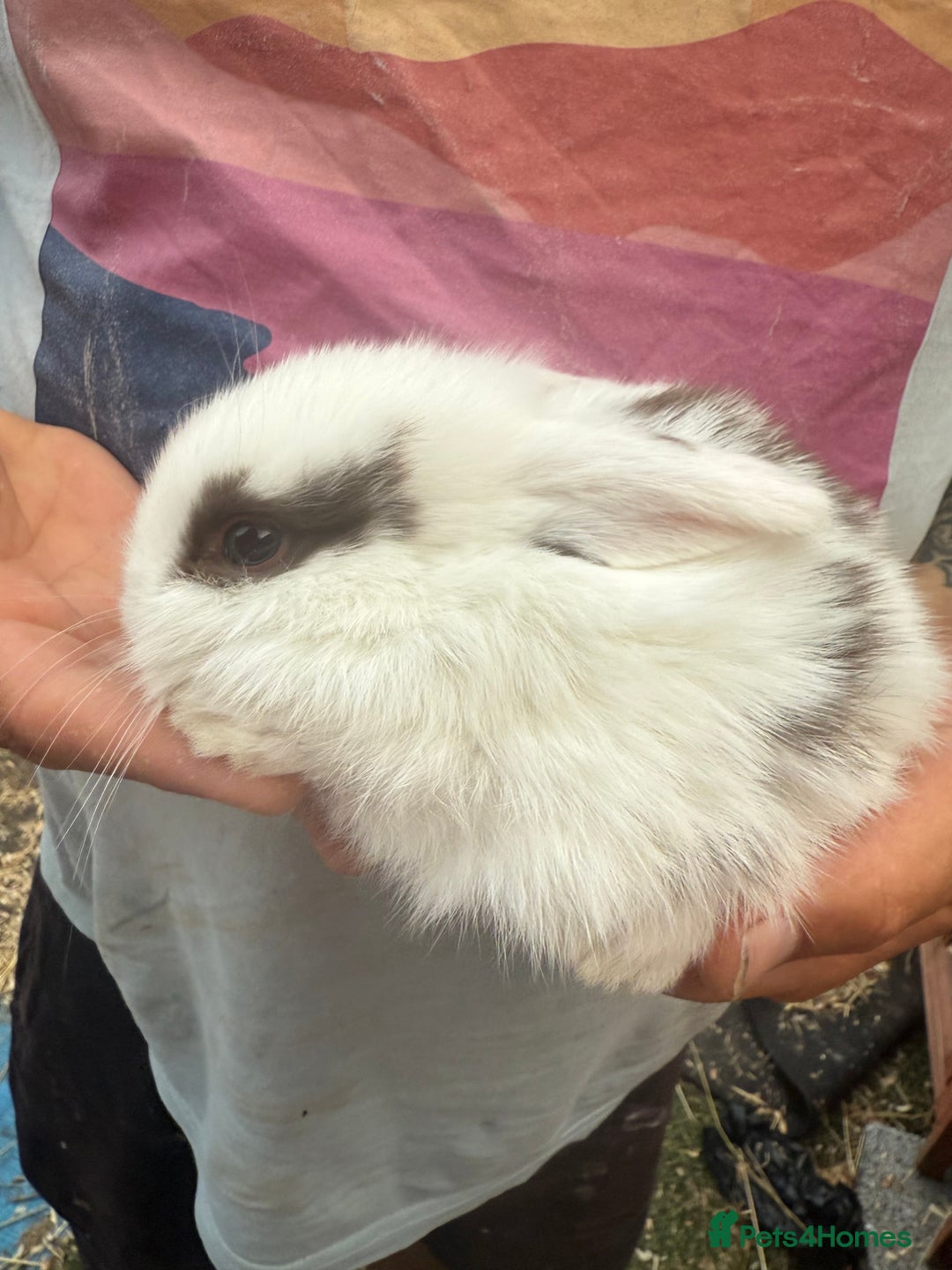 Mini Lop rabbits for sale: Mini lop - Image 20
