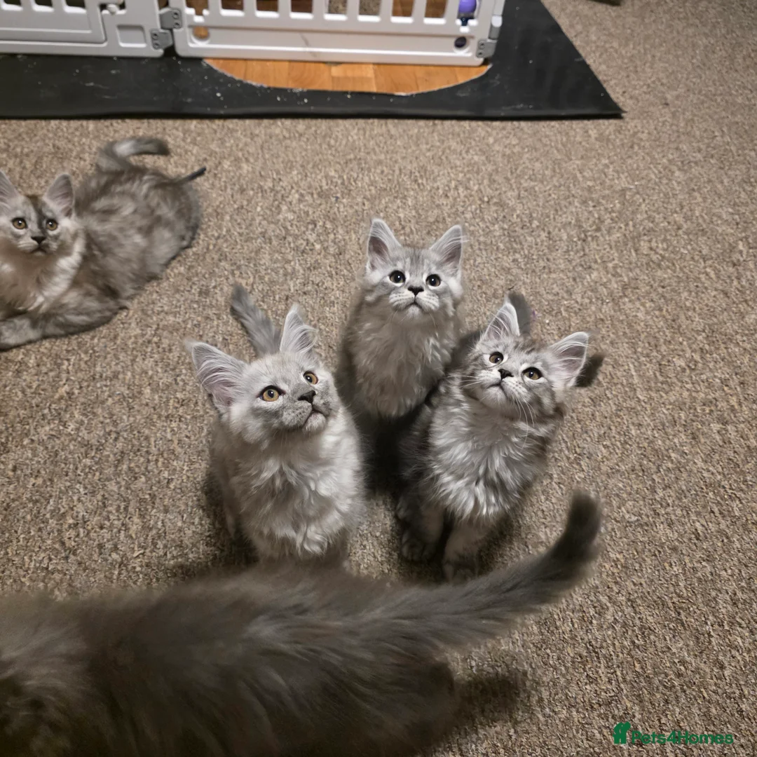 Maine Coon cats for sale: Tica reg kittens- neutered. 3 left Ready soon - Advert 9
