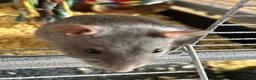 Rat rodents for sale: 4x rats and cage looking for rehoming read ad - Advert 7