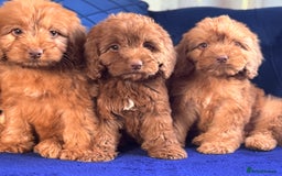 Cockapoo dogs for sale: Beautiful cockapoo puppies only  girls left  - Image 1