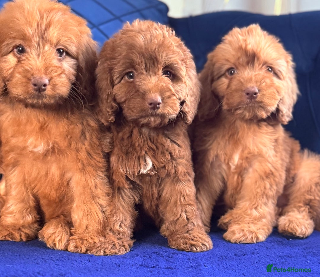 Cockapoo dogs for sale: Beautiful cockapoo puppies only  girls left  - Image 1