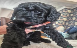 Sproodle dogs for sale: Beautiful Sproodles 1 black girl&1 chocolate boy - Image 7