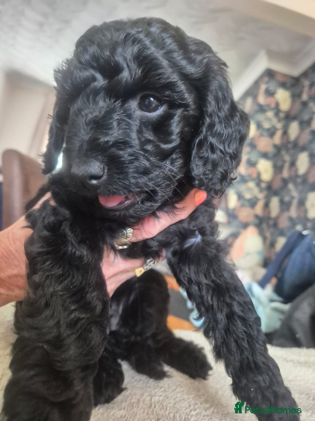 Sproodle dogs for sale: Beautiful Sproodles 1 black girl&1 chocolate boy - Image 7
