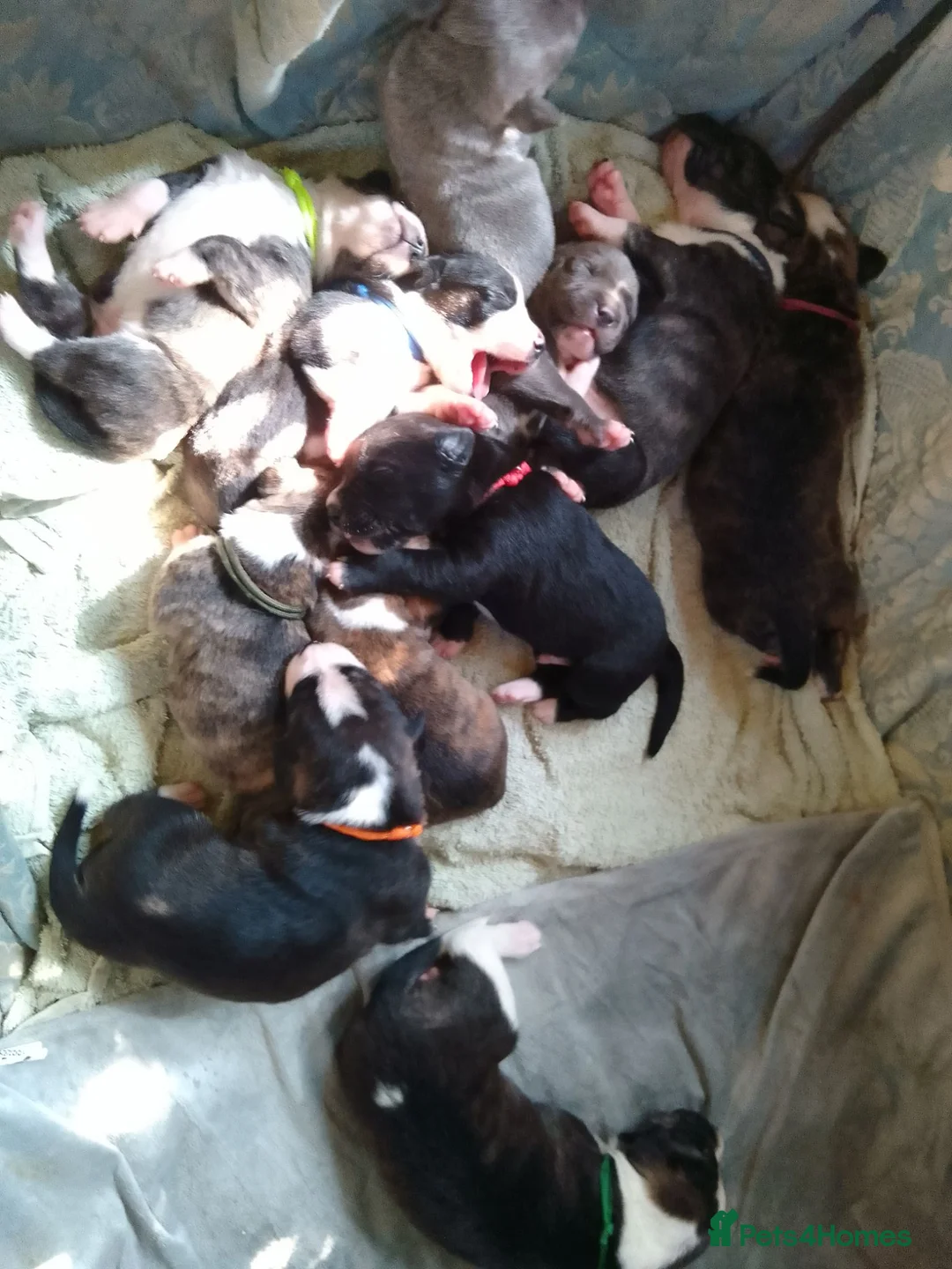 Mixed Breed dogs for sale: Staffy cross pups for sale  in Lostwithiel - Advert 2