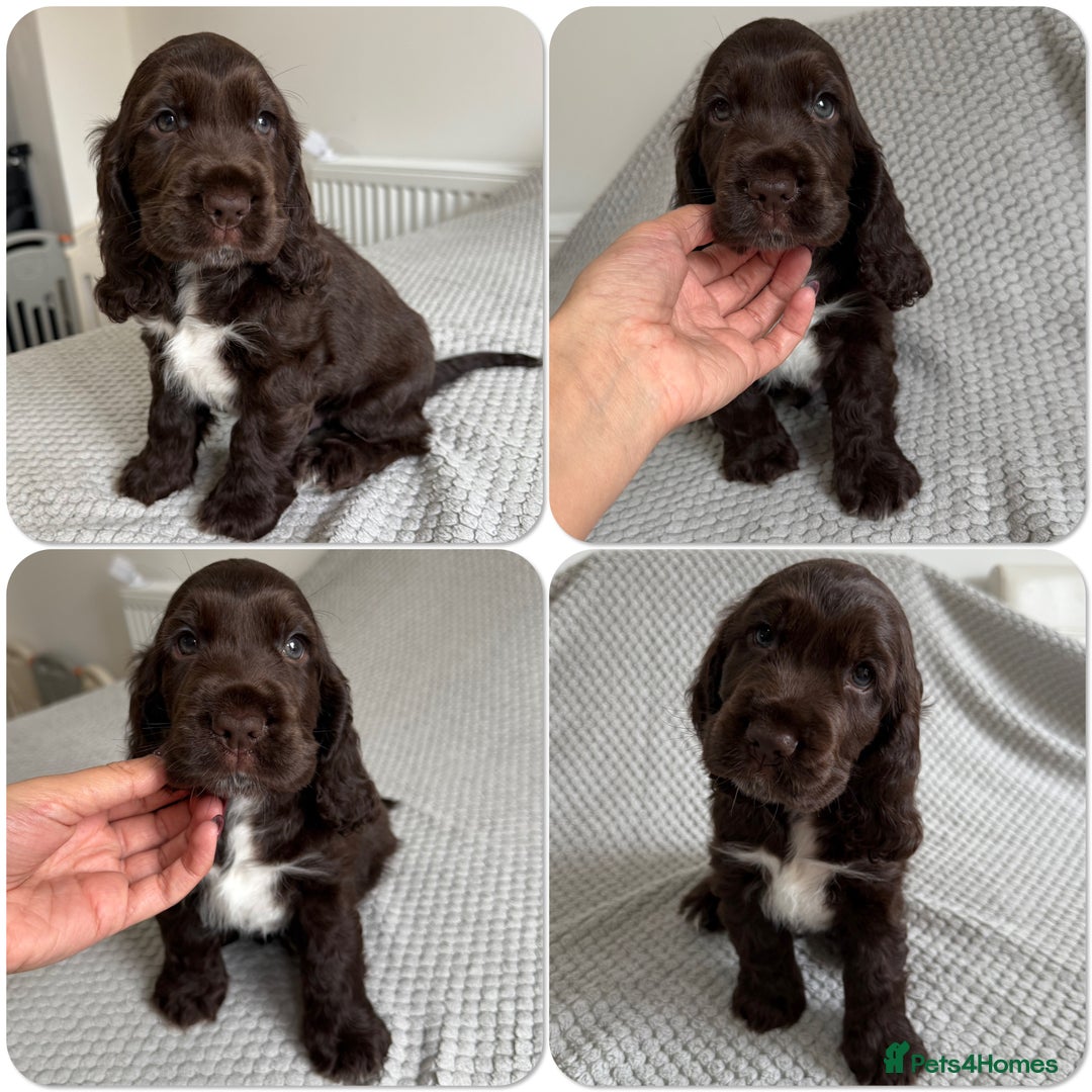 Cocker Spaniel dogs for sale: Beautiful show cocker spaniel puppy - Image 5