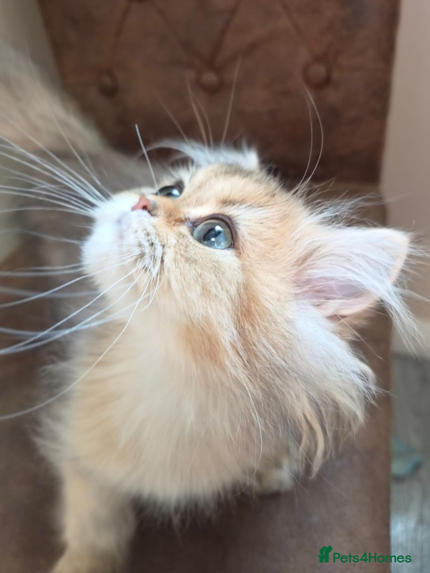 British Longhair cats Golden British longhair pure bloodline  - Advert 19