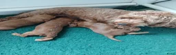Cockapoo dogs for sale: F2 Cockapoos  - Advert 8