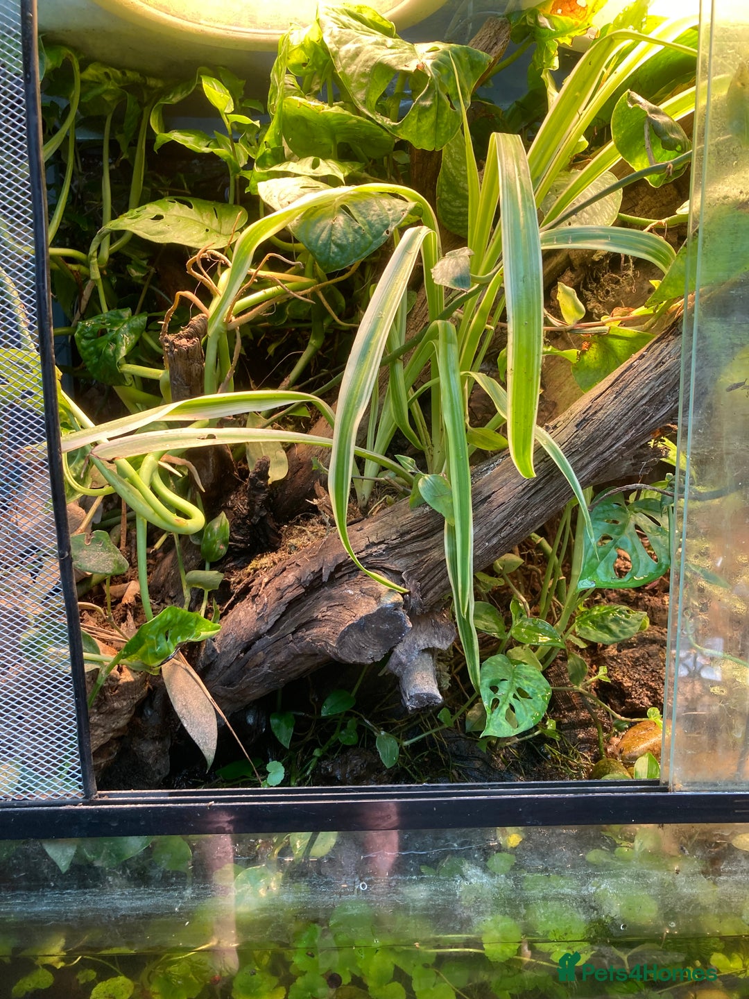 Frog reptiles for sale: Fire belly toads and dart frog - Image 6