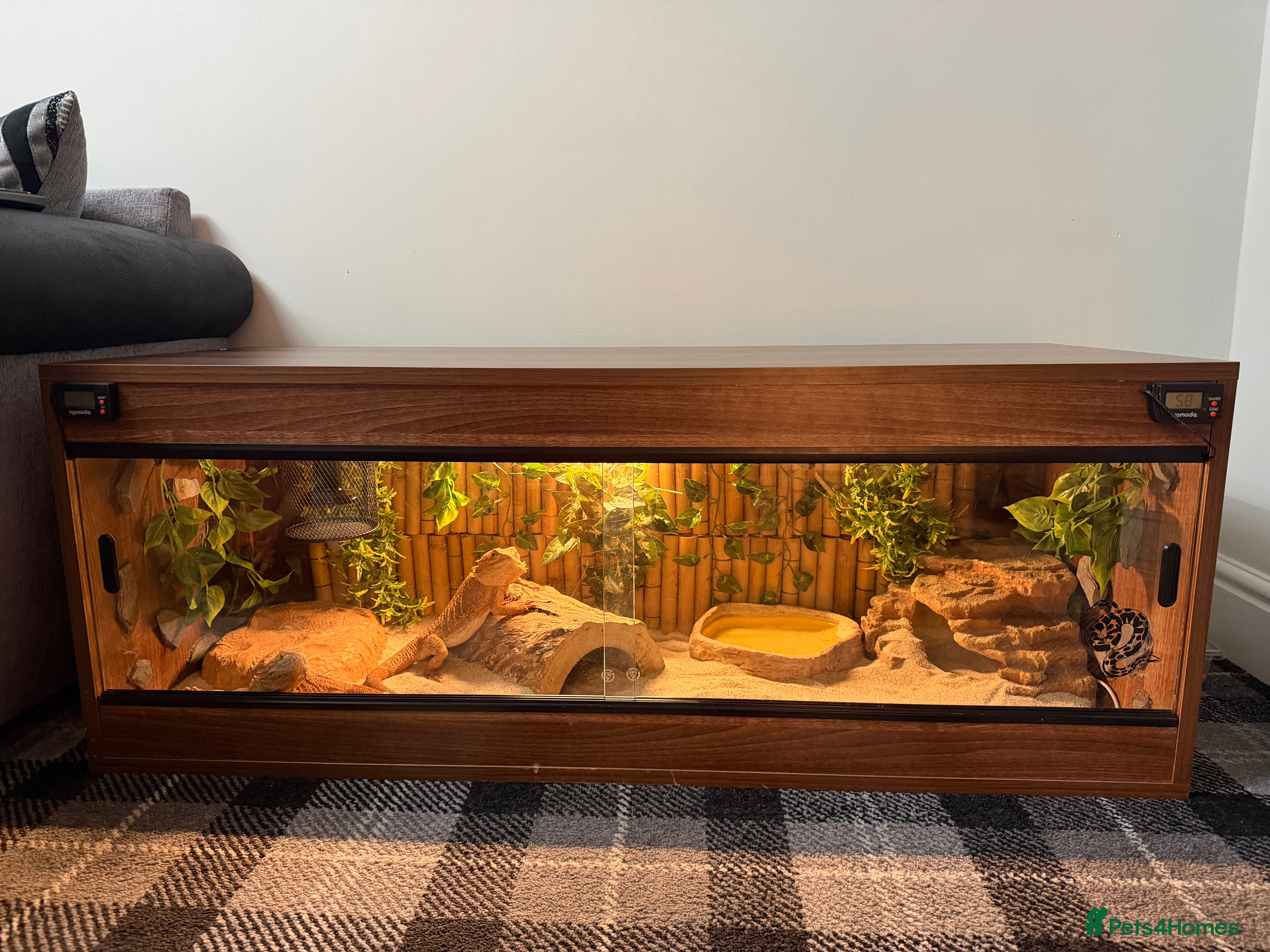 Bearded Dragon reptiles 4ft viv with everything included - Advert 5