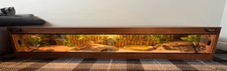 Bearded Dragon reptiles for sale: 4ft viv with everything included - Advert 1