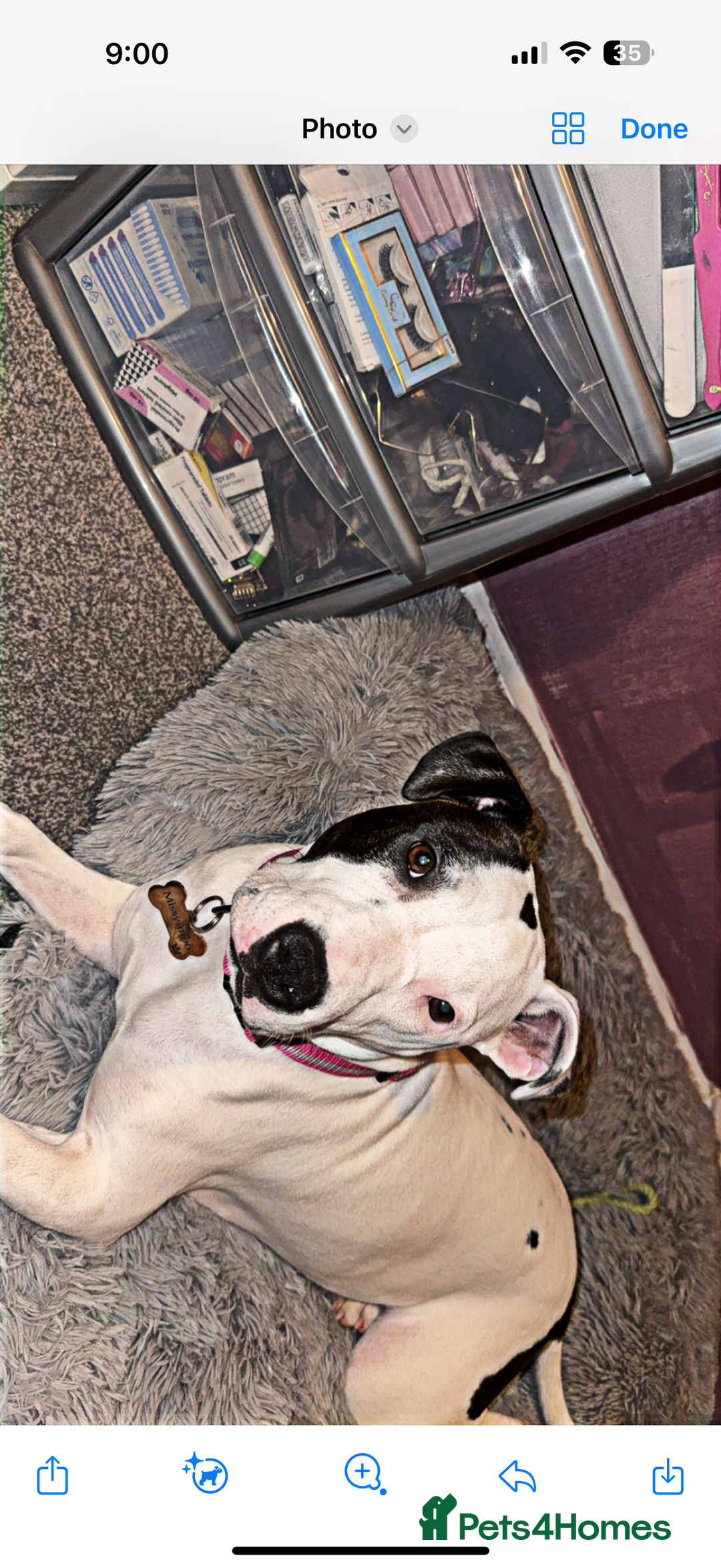Staffordshire Bull Terrier dogs for sale: Puppy - Image 3