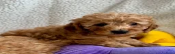 Miniature Poodle dogs for sale: Stunning pure miniature poodles  - Advert 8