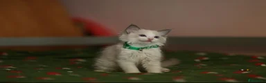 Ragdoll 2