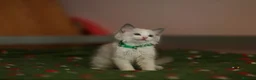 Ragdoll cats for sale: Beautiful Ragdoll kittens  - Advert 14