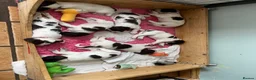 English Springer Spaniel dogs for sale: English Springer Spaniels white and liver girls in Thirsk - Advert 25