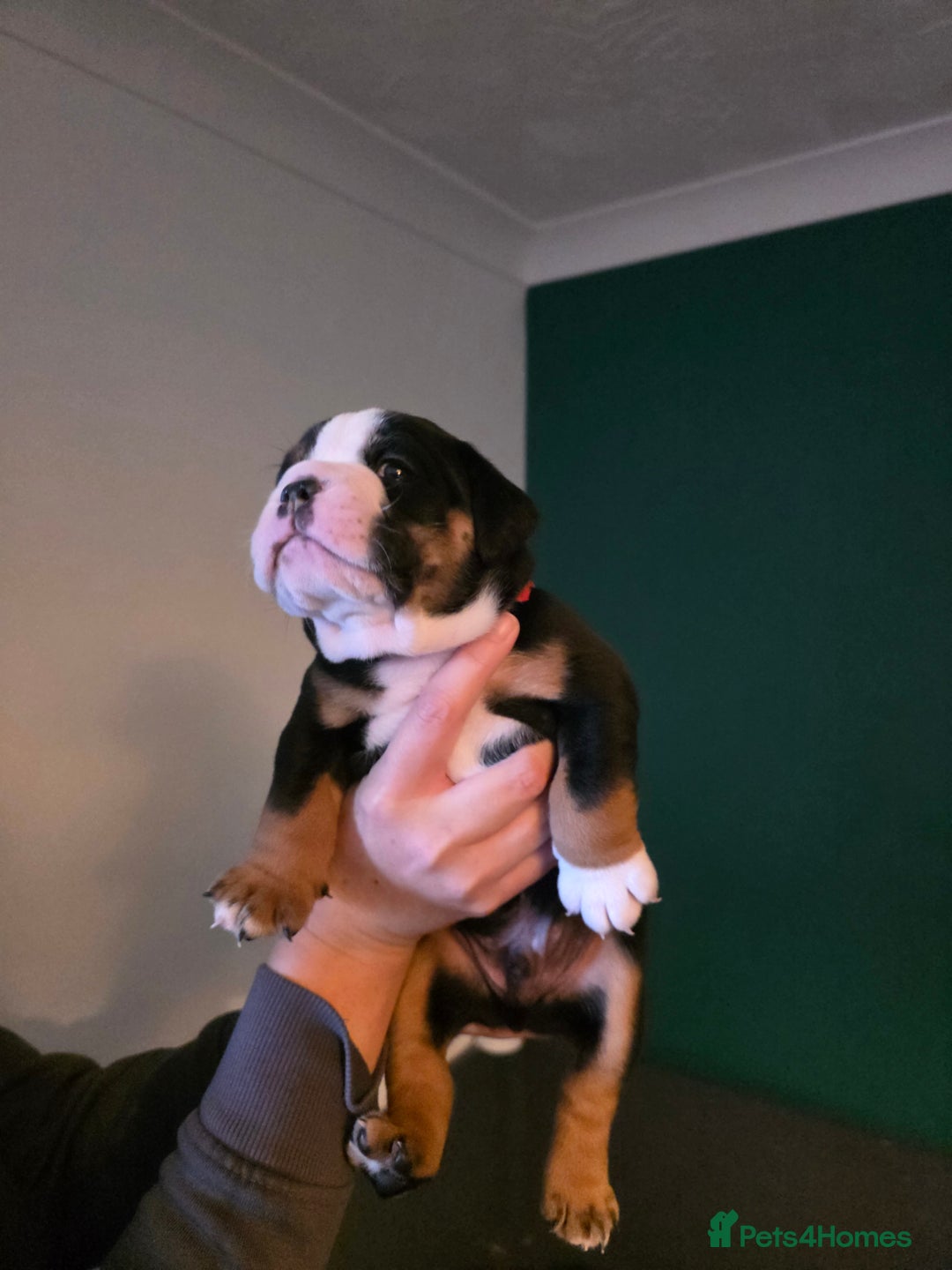 Olde English Bulldogge dogs for sale: Beautiful olde english Bulldogge pups  - Advert 23