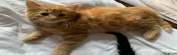 Turkish Angora cats for sale: 6 x Turkish Angora kittens - longhaired stunners - Advert 4