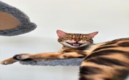 Bengal cats for sale: ❕Bengal cat for sale❕ - Image 3