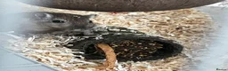Gerbil rodents for sale: 2 female gerbils  in Sheffield - Advert 10