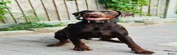 Dobermann dogs for sale: Selling my adult dogs  - Advert 4