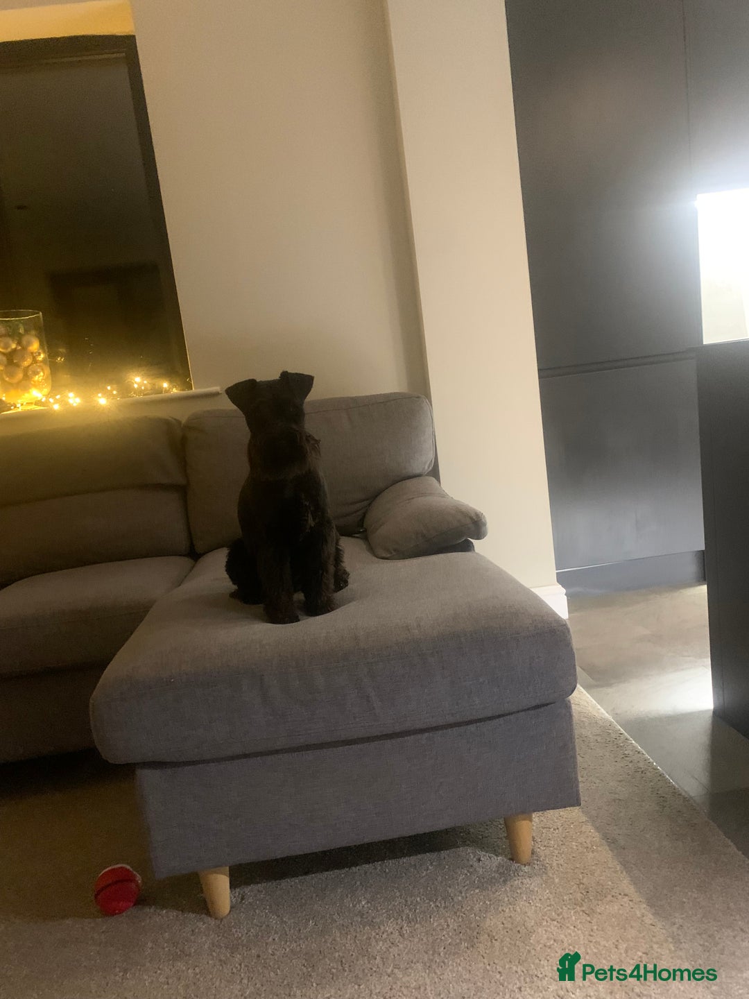 Miniature Schnauzer dogs for sale: Miniature Schnauzer for Sale  - Image 2