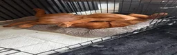 Cockerdor dogs for sale: Only the best for Ozzy-Beautiful Fox Red Cockerdor in Bradford - Advert 6