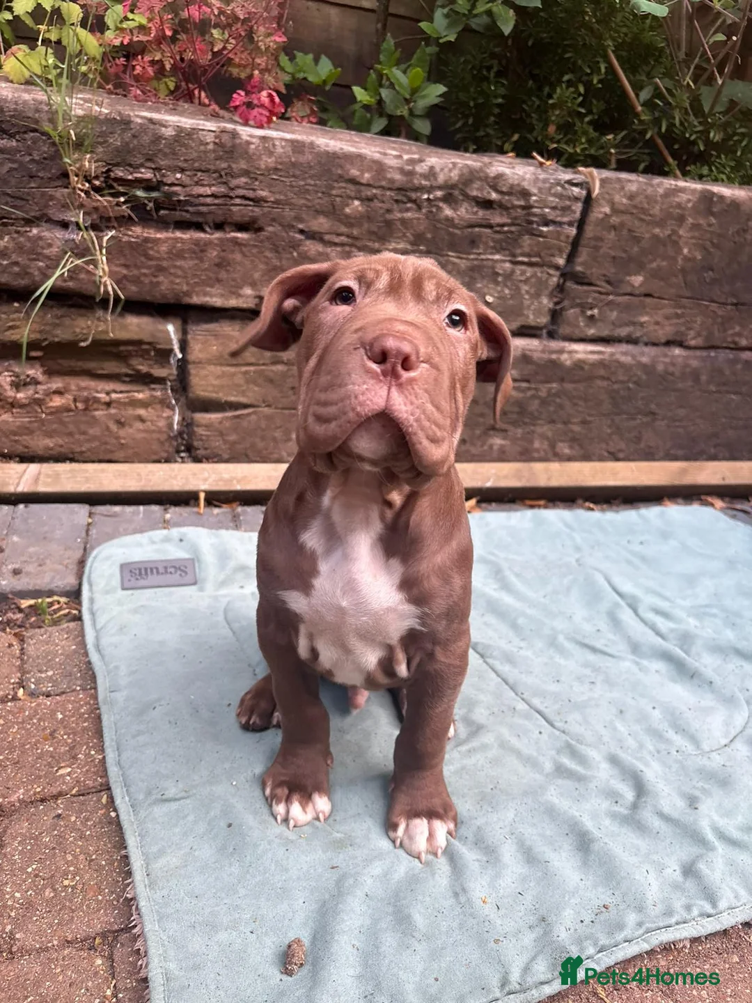 Mixed Breed dogs for sale: Cane corso x staff x sharpei  in Potters Bar - Advert 1