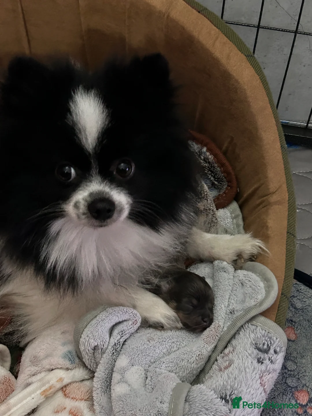 Pomeranian dogs for sale: Cute Pomeranians - Advert 15