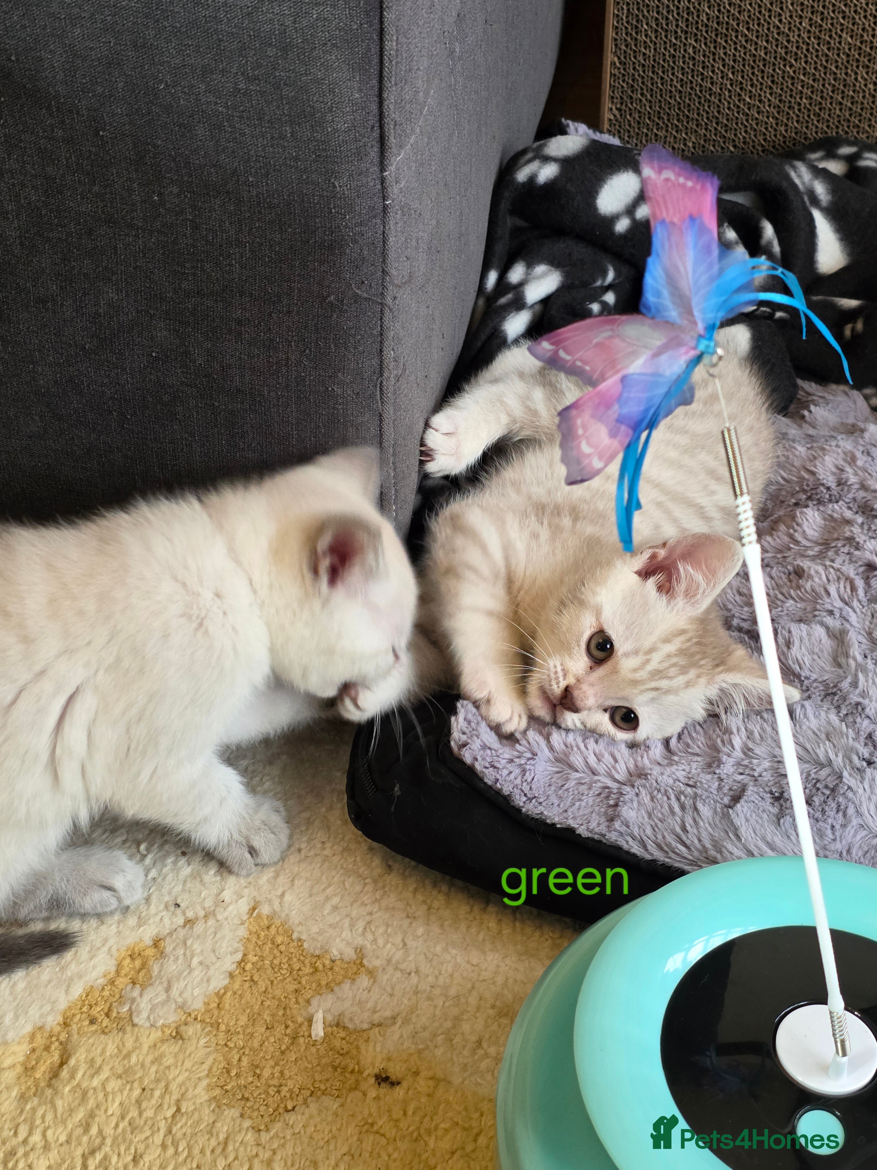 British Shorthair cats 🔥 Stunning British Shorthair Kittens to Reserve - Advert 2