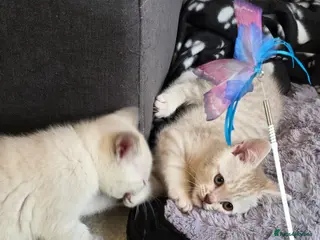 British Shorthair cats 🔥 Stunning British Shorthair Kittens to Reserve - Advert 4