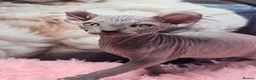 Sphynx cats for sale: 🐾 Gorgeous Sphynx Kittens – Reservations Open! 🐾 - Advert 33