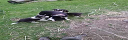 Border Collie dogs for sale: Beautiful Border Collie Puppies - Advert 21