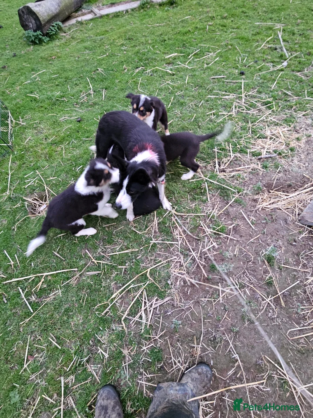 Border Collie dogs for sale: Beautiful Border Collie Puppies - Advert 21