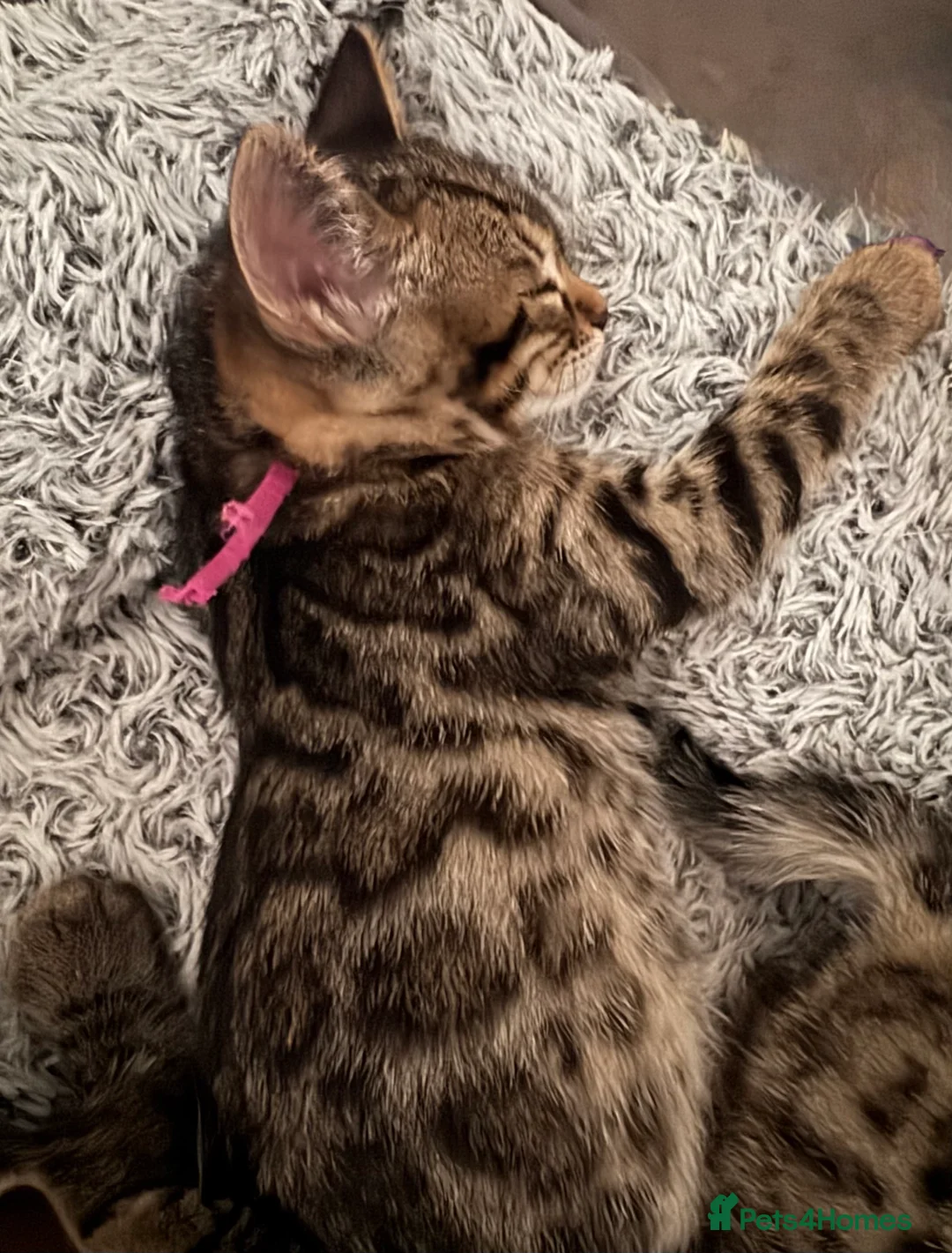 Bengal cats for sale: ✨ Beautiful Bengal Kittens✨ - Advert 2