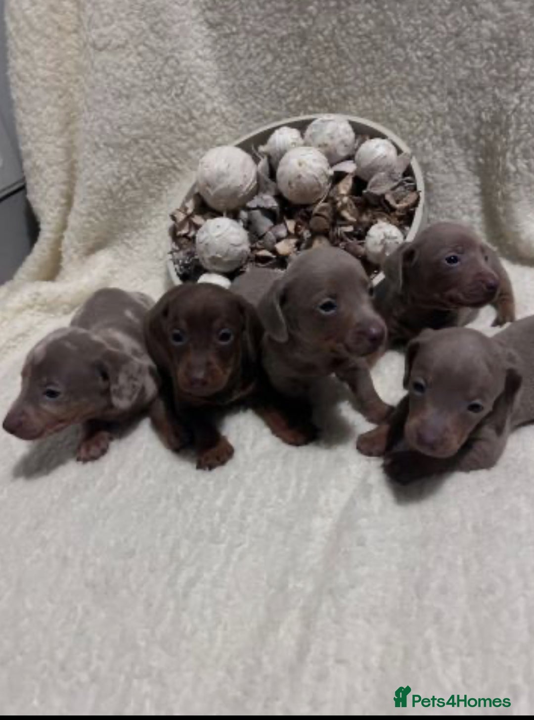 Miniature Dachshund dogs for sale: Miniature dachshunds ready to go  - Advert 4