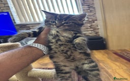 Turkish Angora cats for sale: half turkish angors  - Image 9