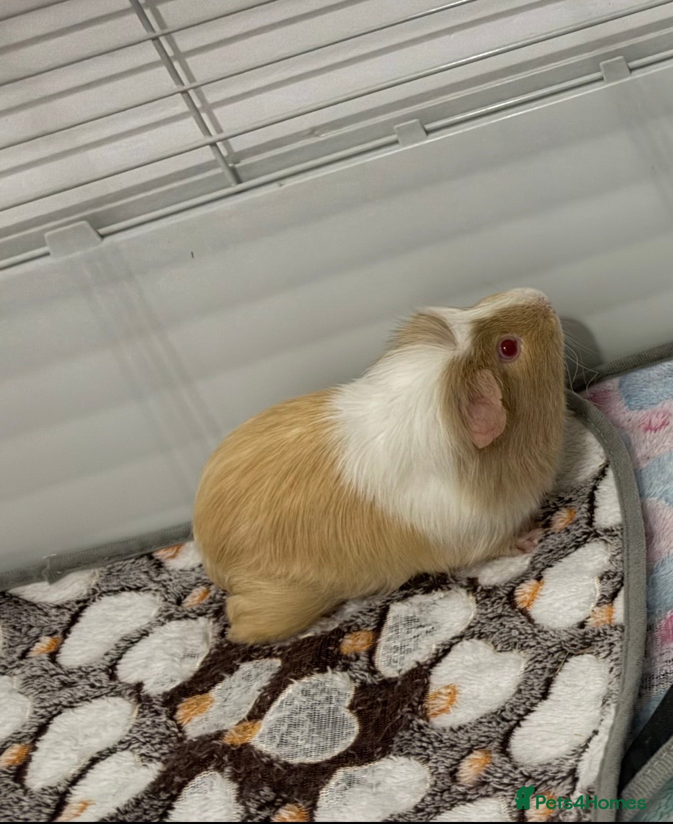 Guinea Pig rodents Male guinea pig  - Advert 1