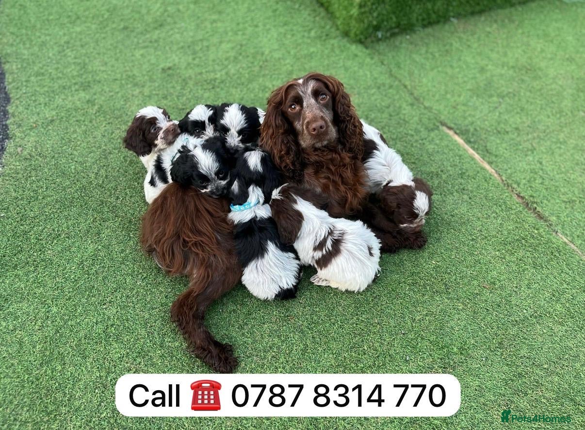 Cockapoo dogs cockapoos puppies F1 3 boys 2 girls  - Advert 5