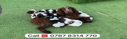 Cockapoo dogs for sale: cockapoos puppies F1 3 boys 2 girls  - Advert 1