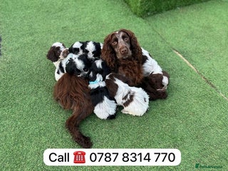 Cockapoo dogs cockapoos puppies F1 3 boys 2 girls - Advert 1