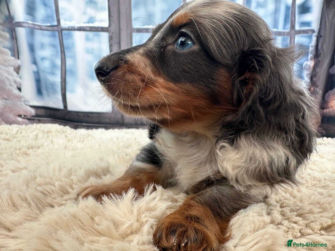 Miniature Dachshund dogs for sale: 👑 MINI LONG HAIRED DACHSHUNDS 👑 - Advert 3