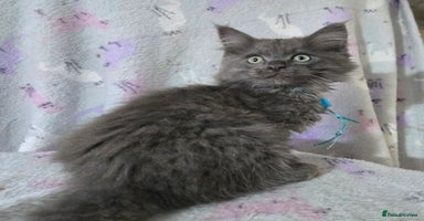 Maine Coon cats - Advert 15