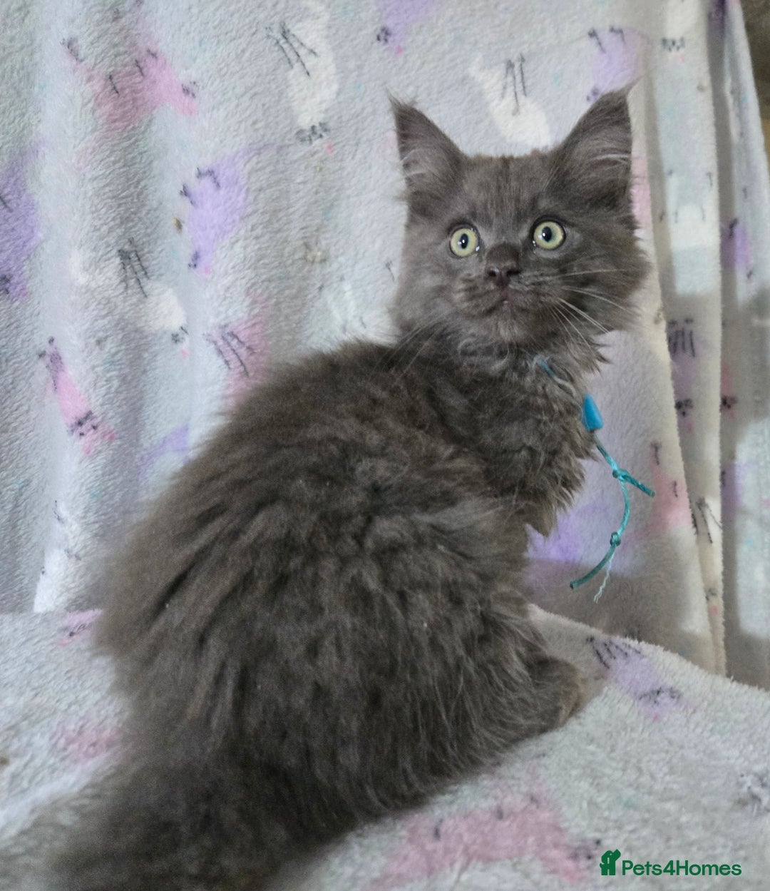 Maine Coon cats for sale: Gorgeous GCCF Maine Coons poss Active - Image 3