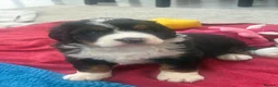 Bernedoodle dogs for sale: Gorgeous tri-colour Bernedoodle puppies  - Advert 10